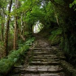 steps in nature